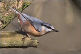 <p>BRHLÍK LESNÍ (Sitta europaea) /Eurasian nuthatch - Kleiber/</p>